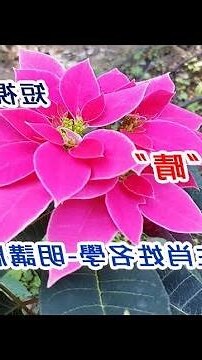 晴 名字 意思